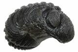 Long Partially Enrolled Morocops Trilobite - Morocco #296626-1